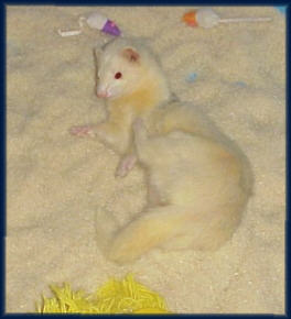 Fergus The Chutney Ferret