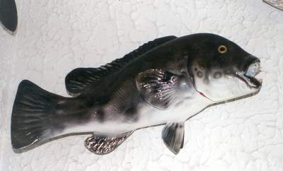 Boris The Dancing Cod